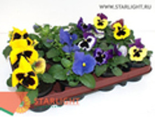 ����� ������ F1 (15) 69.00