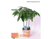 ������ ��������� (50) 355.00