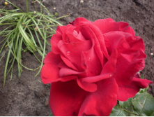 �� "��� �������"