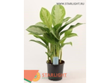 ��������� ������� ��� (60) 995.00