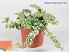 ����� ������ ����� ����� (20) 175.00