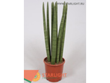 ���������� (80) 2 995.00