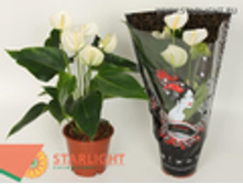 �������� ����� (40) 495.00