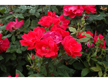 Rosa (����) Double Knock Out C5 - 9,02