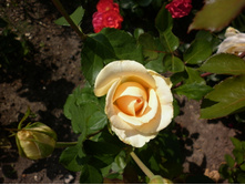 "�� "��������