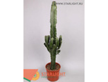 ������� ������ (90) 655.00