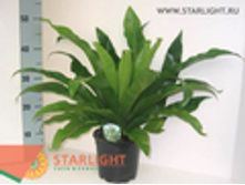 ��������� ����� (50) 795.00