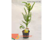 ������ ������ (95) 1 995.00