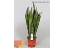 ���������� ��������� (80) 1 495.00