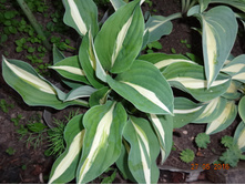 ����� "����� ������"  -  Hosta  "Risky Business"   ����� ����� ������    ������ ����� ����� ���������� ������, �������� ԣ����  ��̣��� ����, � ����� ���������� ����� ����� �������. � ������� �������� �������� �������� ���������� � �������������. ����� ��