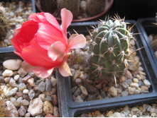 Lobivia pigionacantha v. salitrensis