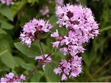 ������. 60