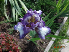 DSC02316.JPG