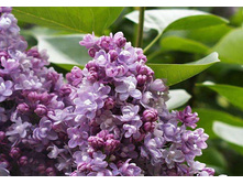 Syringa (������) vulg. Kath. Havemeyer - 7,8