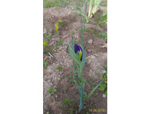 P 20160616 191234 1 p.jpg