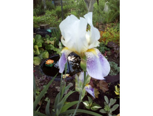 IMG 20160610 184118.jpg