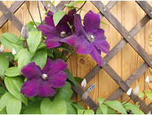 ��� ��������