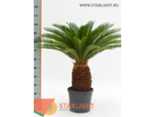 ����� �������� (120) 9 995.00