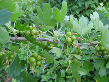 ����� ����� ���������� ���������