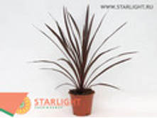 ��������� ��� ���� (60) 550.00