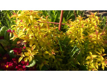 ������ ���� �����