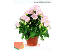 ��������� (30) 355.00