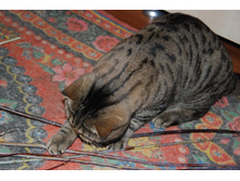 � ����� ��������.JPG