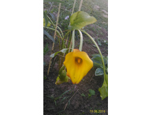 P 20160619 203444 1 p.jpg