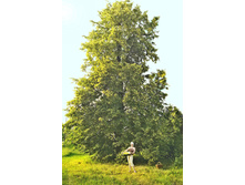 ����� ����