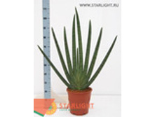 ���������� �������� (80) 1 550.00