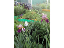 IMG 20160610 184201.jpg