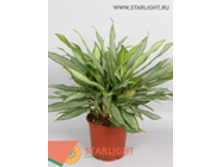 ��������� ���� ���� (65) 995.00