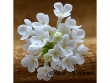 ������� ��� ����� "����� ������"