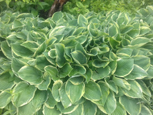 ����� ����� �����������. 100 �