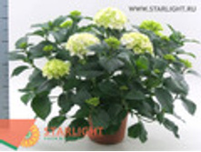 ��������� ������� (50) 1 195.00