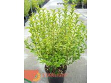 ��������� (60) 1 995.00