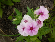 ����� ���������