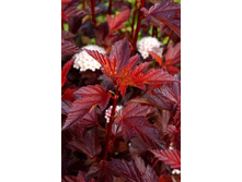 Physocarpus (��������.) opulifolius DIABLE DOR Mindia PBR - 5,88