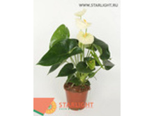 �������� ������ (40) 595.00