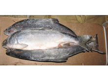 5719463e728f3 gorbusha nerazd. 157 r. kg.jpg