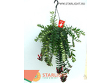 ���������� �������� (50) 895.00