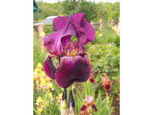 ��������� ������� 50�. // ������� 100�.