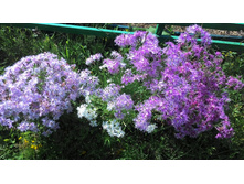 ��������. ������ ������������)