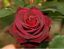 Rosa (����) Black Baccara C5 - 7,81