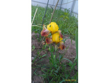 P 20160619 203659 1 p.jpg