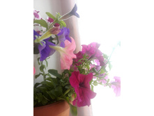 IMG 20160626 100601.jpg