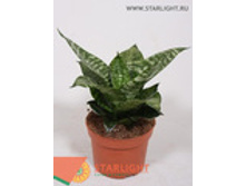 ���������� ����� (25) 495.00