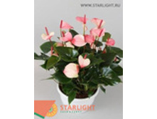 �������� ��������� ������ ������� (60) 1 895.00