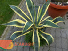 ����� ��������� (100) 11 500.00