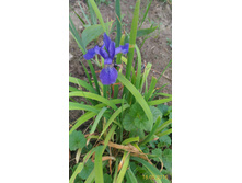 P 20160616 185105 1 p.jpg